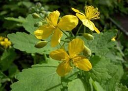 Celandine is the most effective herb for getting rid of warts